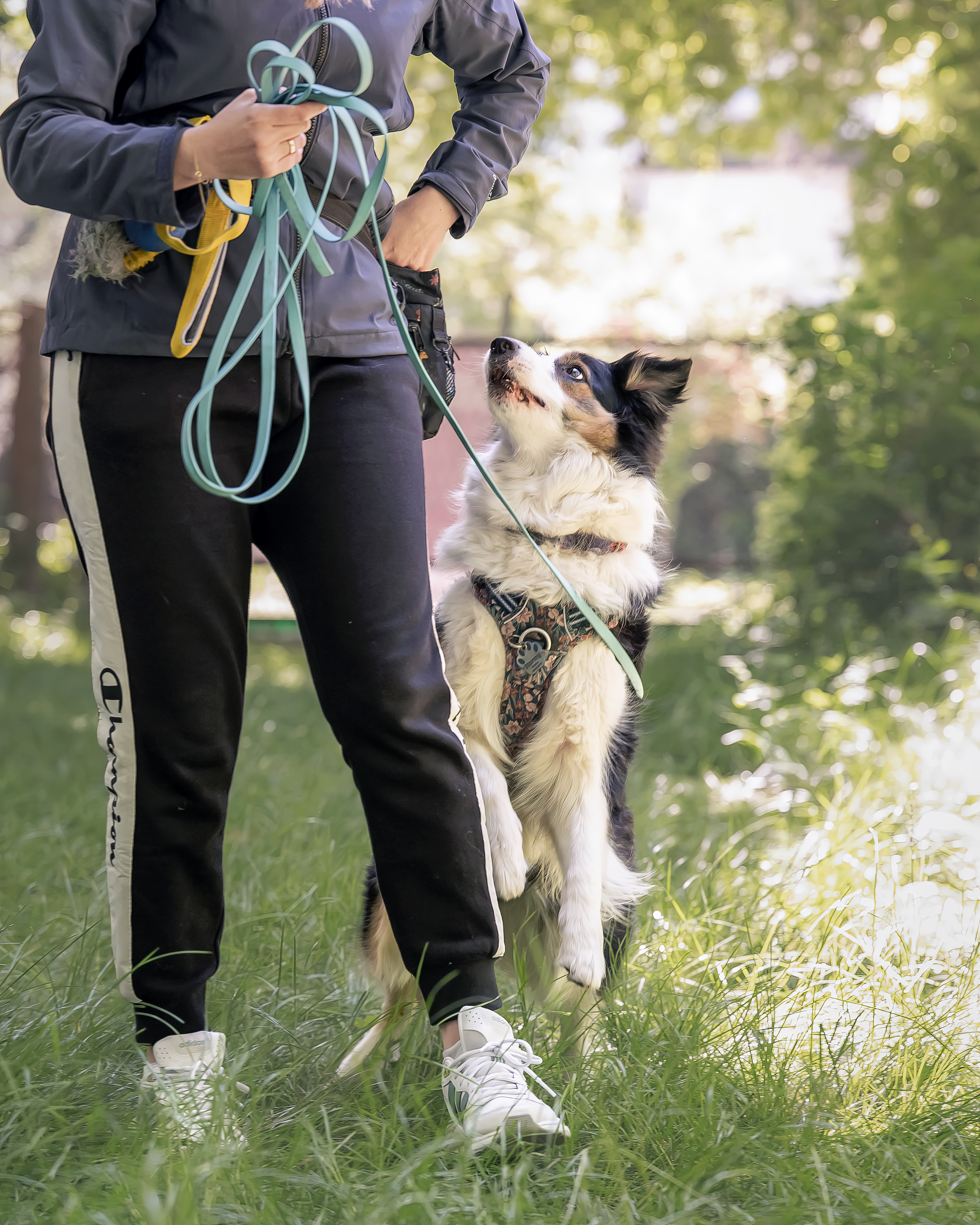 Border collie patrzący w stronę opiekuna